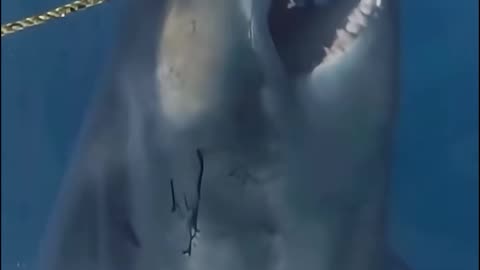 Hught shark in the sea ☠️