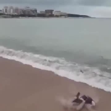 One of the best divers I have ever seen