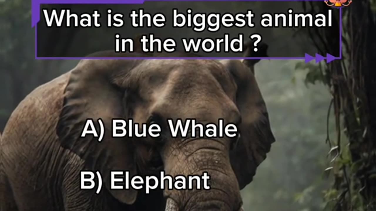 Animal 🦓 Quiz