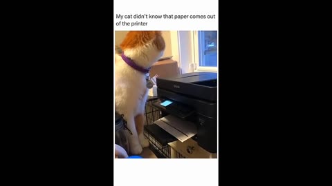 Hilarious Pet Moments That Will Make Your Day!