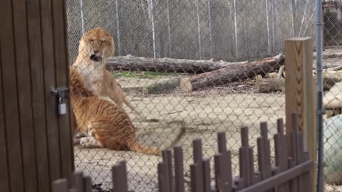 Tiger vs Liger