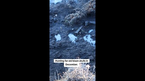 Spotting old bison bones eroding out of a river bank