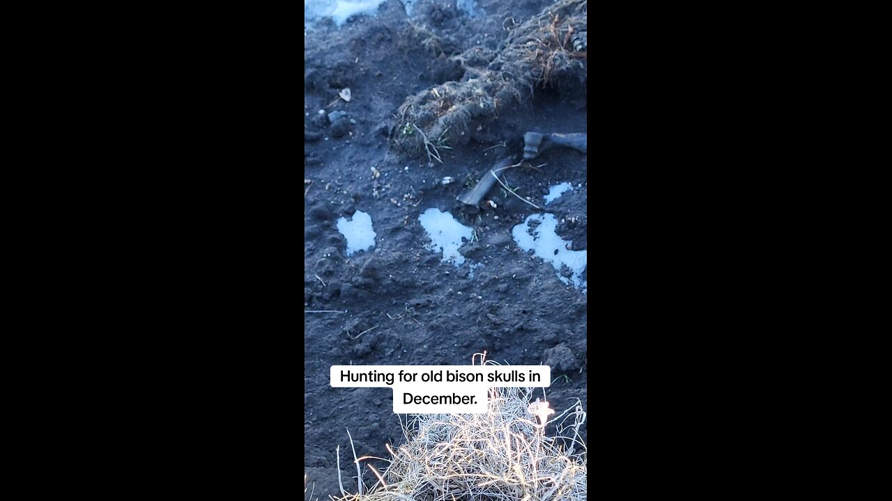 Spotting old bison bones eroding out of a river bank