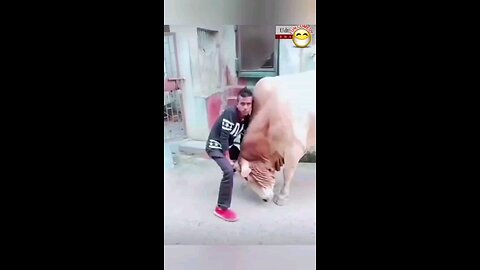 The Hilarious bull fight