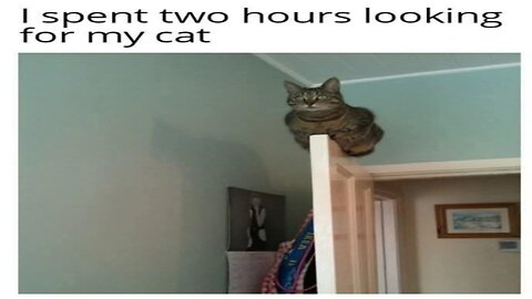 The BEST & FUNNIEST RELATABLE CAT MEMES!