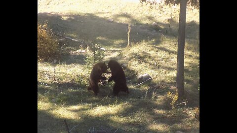 "Bear Fight At Off Grid Cabin 2 Jobsite" From Mountain Family Pioneers 2nd DVD (Coming Soon!!)