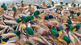 Small Sea of Arctic Mallard Ducks