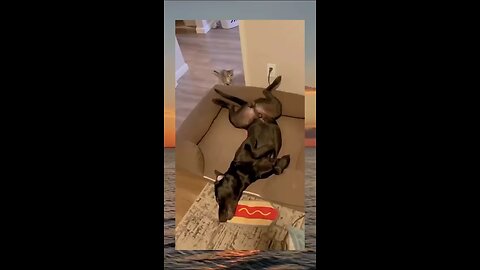 #funny cat video