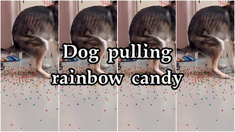 Dog pulling rainbow candy