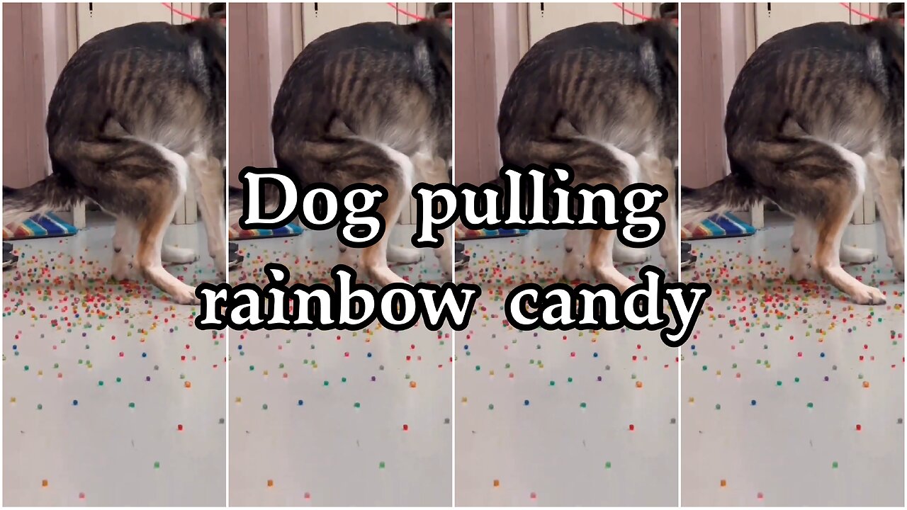 Dog pulling rainbow candy
