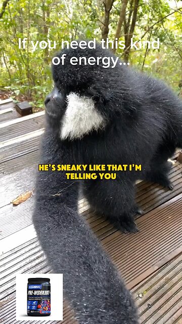 Best Pre-Workout Formula PrimeGenix