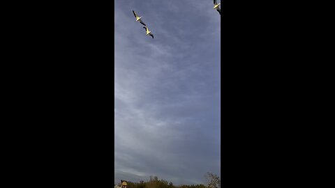 White Pelicans Arrive In Paradise! | 4K