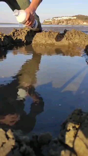 Catching Razor Clams by pouring salt on sand