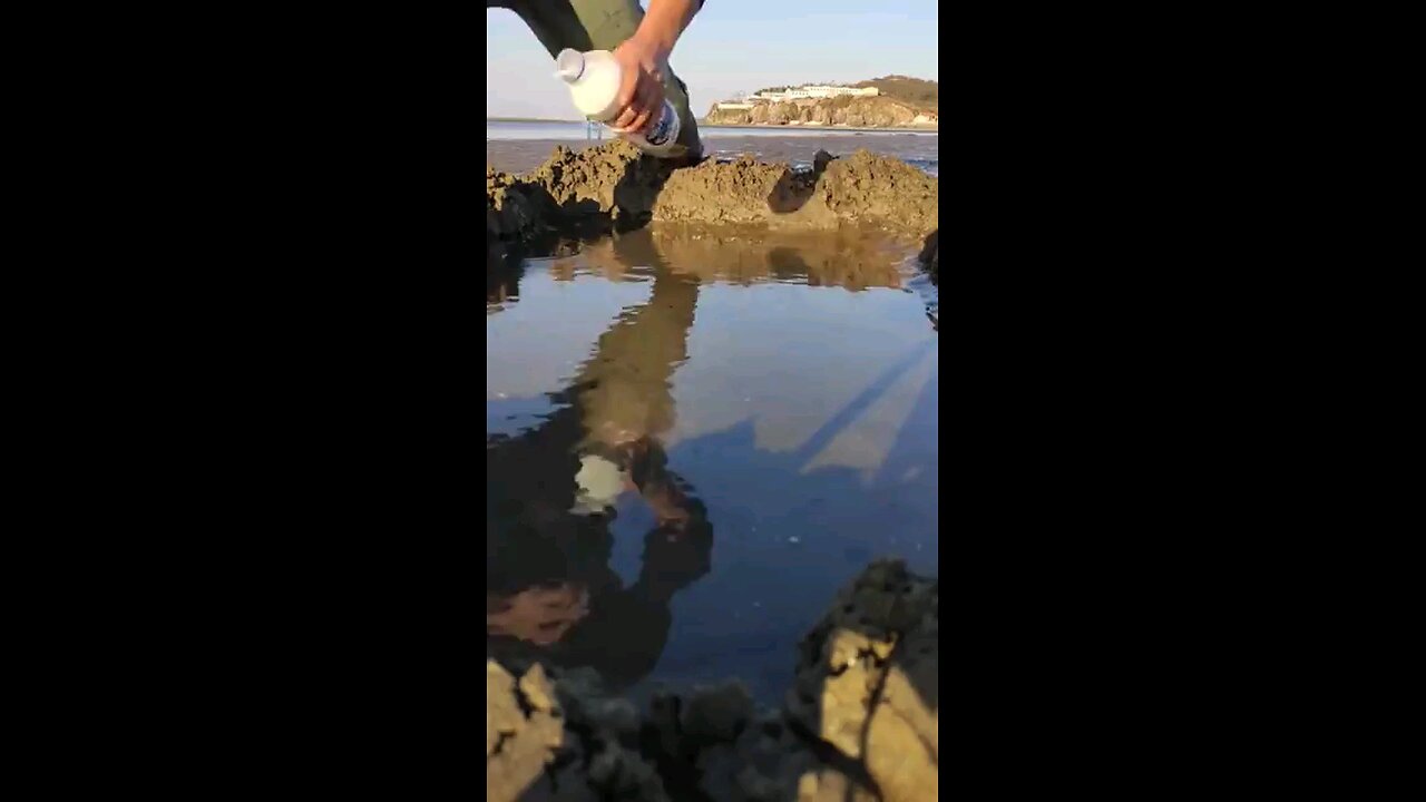 Catching Razor Clams by pouring salt on sand