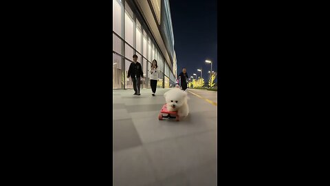 skate boarding is easy for this cute puppy