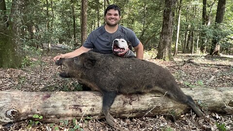 Late Summer Hog. 2024