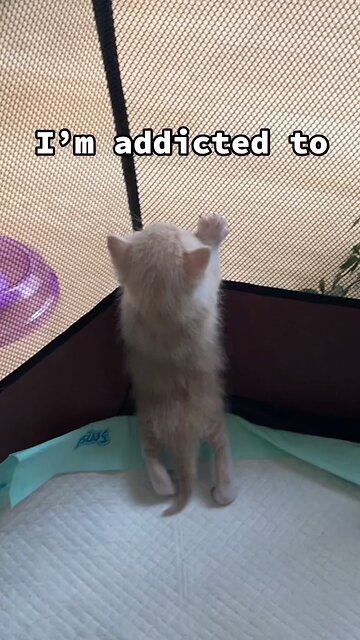 Funny Cat Video Collection Part 2