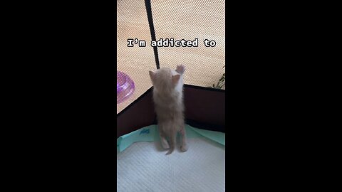 Funny Cat Video Collection Part 2