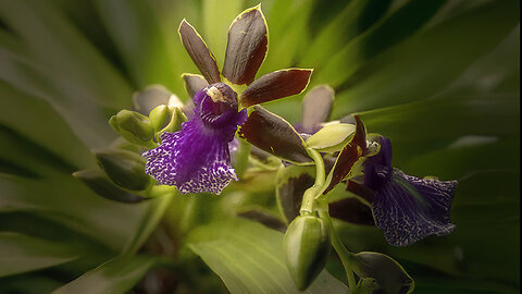 2025 January St. Augustine Orchid Society's Virtual Show Table