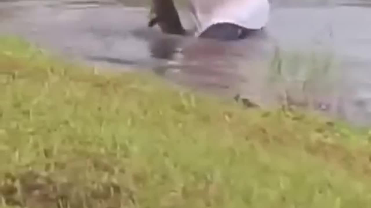 Funny animals