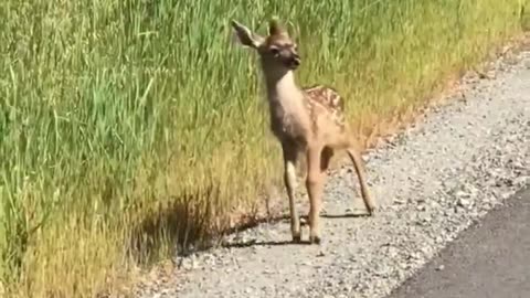 This is a baby deer. Wait for his little run 🥹