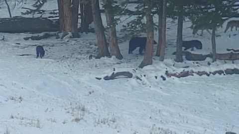 Subadult grizzly traveling with a pack of wolves