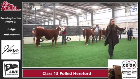 Breeding Beef Heifers Wave 2 | North Ring SALE 2025