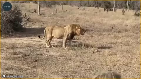 LION IS ATTACKING OTHER ANIMALS