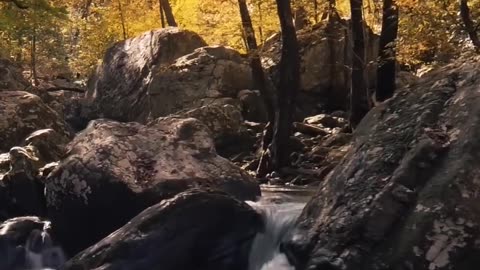 Forest stream 🌲😍