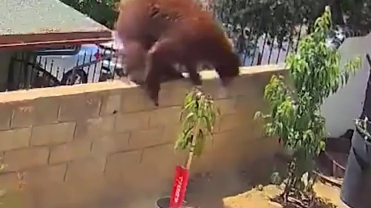"Woman Attacks Bear to Defend Her Dogs"
