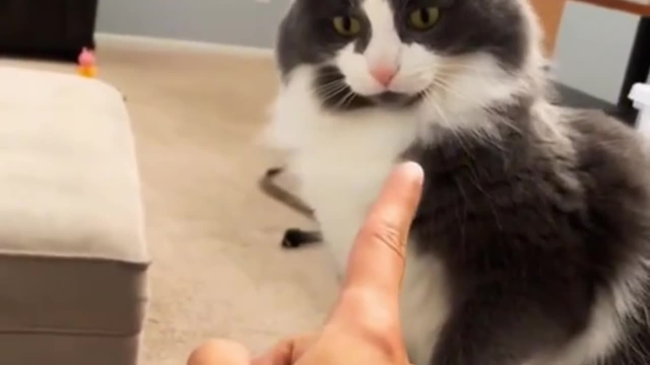 Rebellious cats 😅