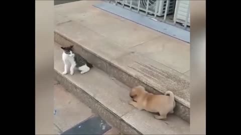 funny video cat & dog