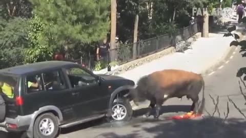 bull finds his opponent