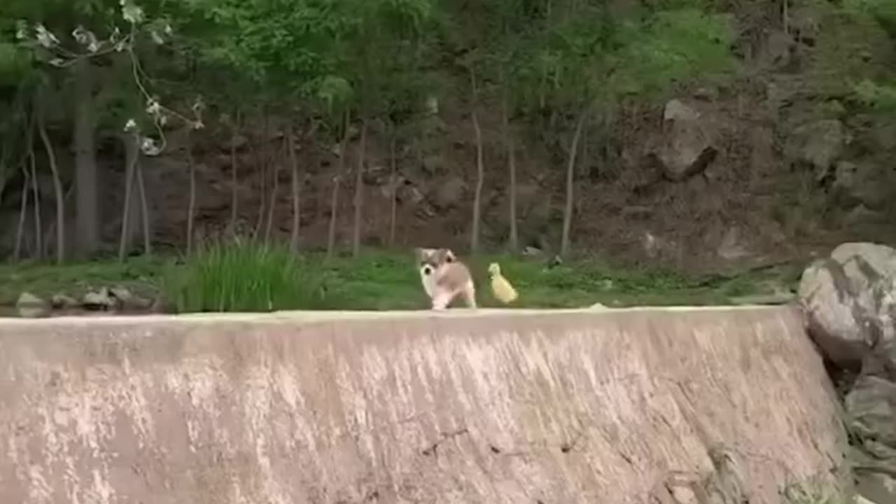 Cute puppy playing with cute duck 🦆😍