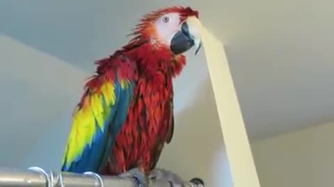 PISSED WET BIRD AFTER SHOWER 🦜 🚿