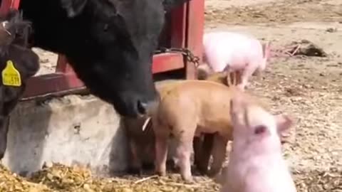 Funny Animals Compilation fails