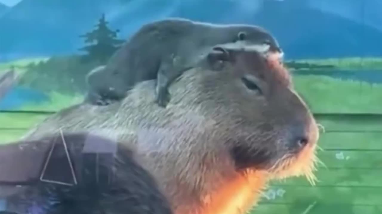 Otter chilling on the back of a capybara.. 😅