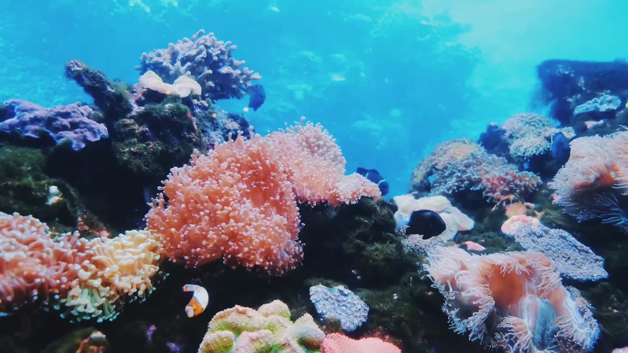 Most Beautiful Fishes in the World | Marine Life | Sea Animals. #OceanLife #FishBeauty #ExploreNatur