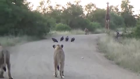 In Africa, the encounter between two lions, four vultures, a hyena and a giraffe,