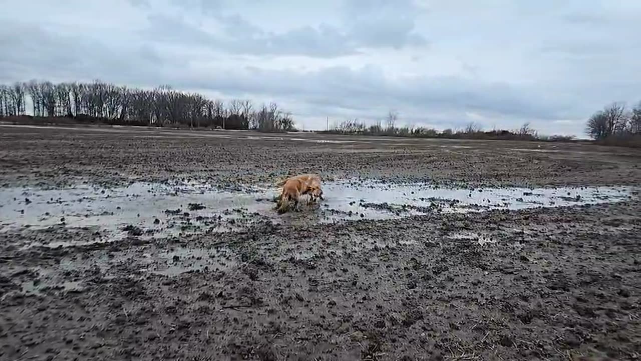 Mud Dogging