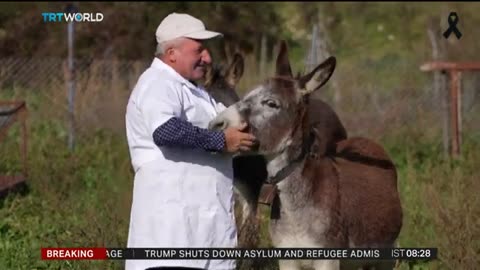 Donkey milk cheese fast becoming Albania's white gold