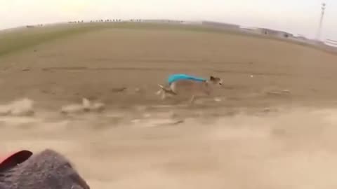 The Greyhound: The fastest dog breed in the world, reaching speeds up to 70 km/h!