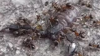 Ants Swarm Scorpion