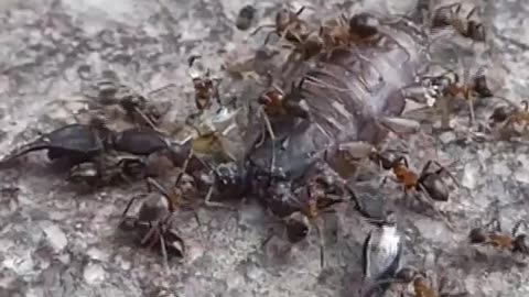 Ants Swarm Scorpion