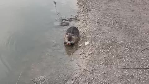 Pani Nutria