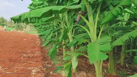 Indian farming # Banana Farming # Indian Farmer