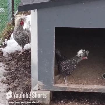 Polish Three's Company