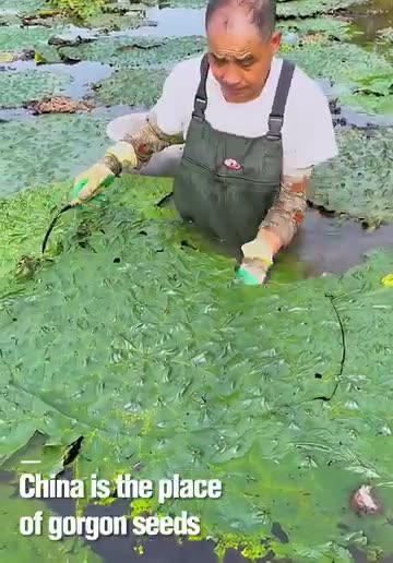 China is the place of gorgon seeds