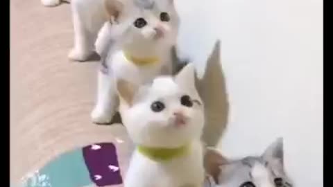 Funny kittens