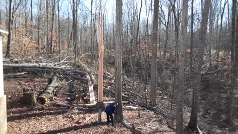 Two More Monster Trees – The Twin Towers – Down Today - Thanks Chris!